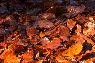 Wet Leaves in Autumn on the Ground / Wet leaves, brown, orange and red, in autumn on the ground in the undergrowth