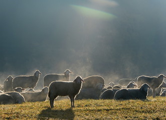 Erleuchtung, Schafe im Morgennebel