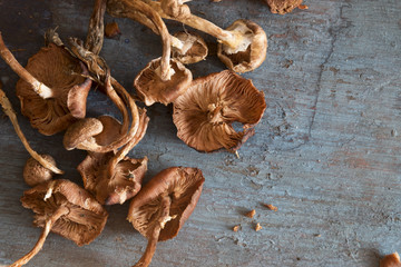 Mushrooms on a blue table