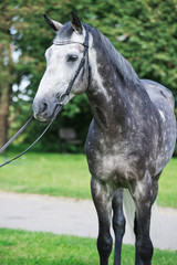 portrait of grey sportive  horse