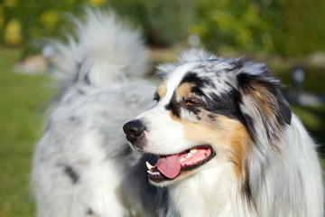 Australian Shepherd - Blue Merle