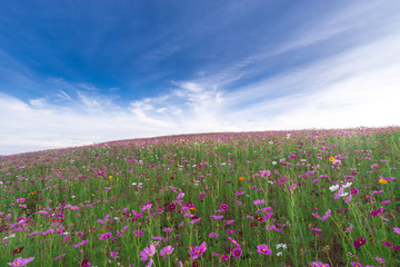 cosmos flowers with blue sky