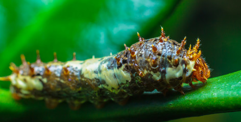 Macro close up Caterpillars,eating the leaves.