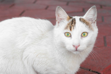 Fototapeta na wymiar White cat with green eyes in Istanbul