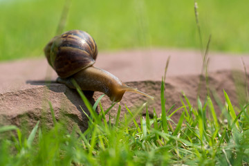 Snail on the stone in the garden