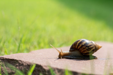 Snail on the stone in the garden