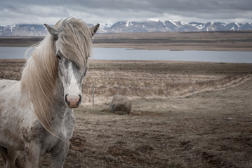 Típico caballo islandés, de largas melenas. De fondo montañas nevadas. - obrazy, fototapety, plakaty