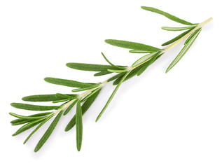 twig of rosemary on white close up
