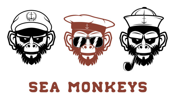 sea monkey