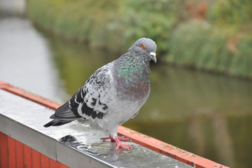 Dove grey beautiful pigeon closeup