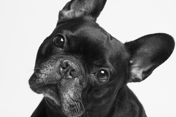 bulldog francés 