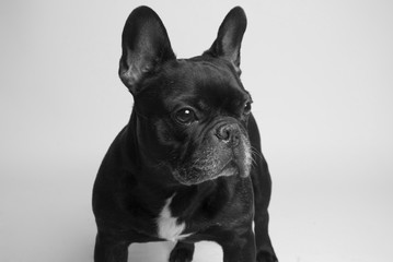 bulldog francés 