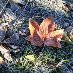 Nachtfrost