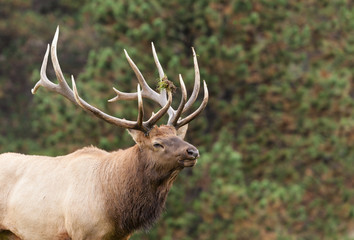 Naklejka na ściany i meble Bull Elk Bugling in Rut