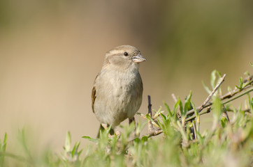 Spatz auf der Frühlingshecke 