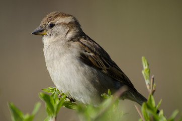 Spatz im Frühling