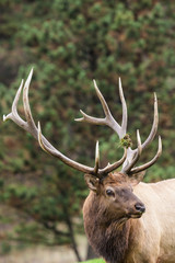 Bull Elk