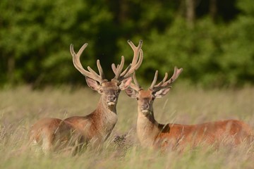 Red Deer