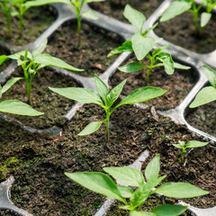 chili pepper seedling in pot plant