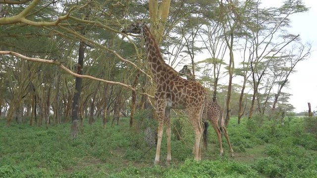 SLOW MOTION: Giraffes eating leaves in African Safari