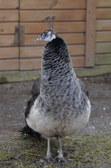 Obraz premium Павлин