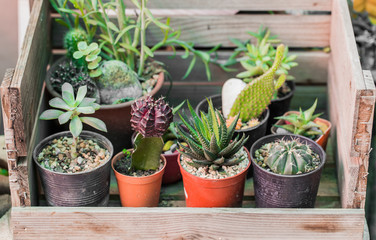 beautiful cactus in garden