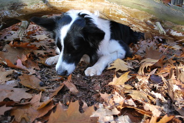 Autumn in the park with border collie - obrazy, fototapety, plakaty
