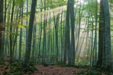Sun rays in the beech forest