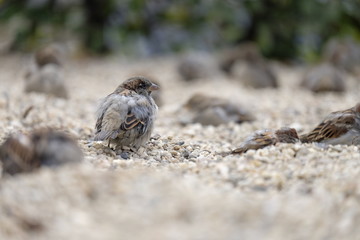 Haussperling, Paser domesticus