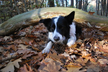 Pies czołgający się pod kłodą w lesie - obrazy, fototapety, plakaty