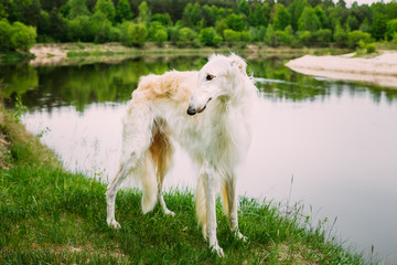 Fototapeta na wymiar White Russian Borzoi, Borzaya Hunting Dog walking near river