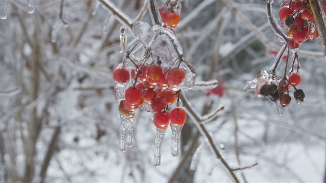 Viburnum opulus cluster of frozen red berries