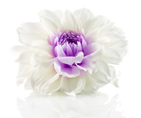 white flower with purple center isolated on the white background - Powered by Adobe