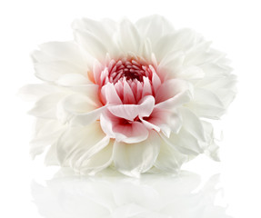 white flower with red center isolated on the white background 