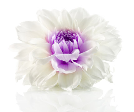 white flower with purple center isolated on the white background