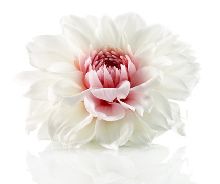 Fototapeta white flower with red center isolated on the white background  