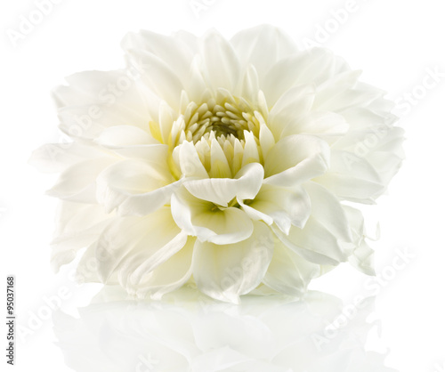 "white flower isolated on the white background" Imagens e fotos de