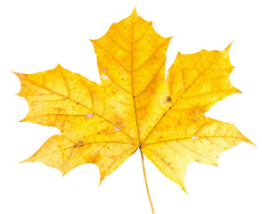 Naklejka na ściany i meble autumn yellow maple leaf isolated on the white background