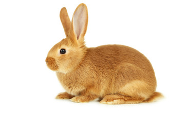 Young red rabbit isolated on white
