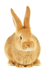 Young red rabbit isolated on white