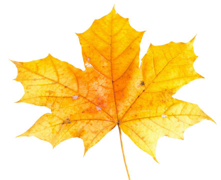 autumn yellow maple leaf isolated on the white background
