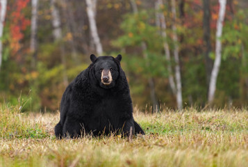 Obraz premium Adult Female Black Bear (Ursus americanus) Sits in Field