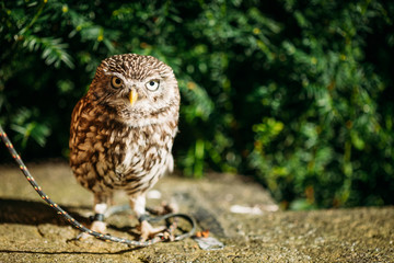 The small owl. Wild bird