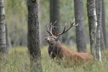 Red Deer