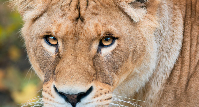 Lioness close up