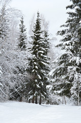 Зимний лес.