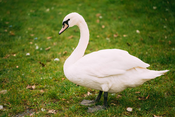 White wild swan bird on green grass