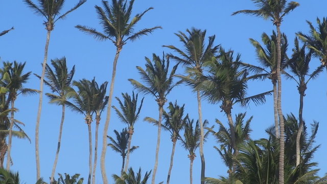 Palm trees in wind