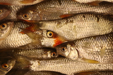 Freshly caught river fishes of various killifish species