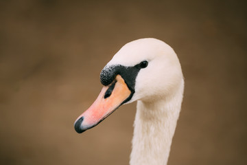 Close up of white wild swan bird